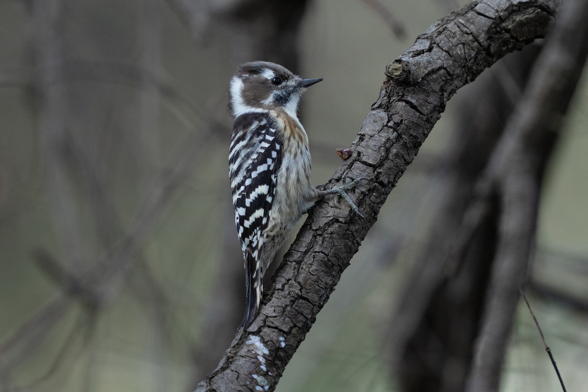 strakapoud východní - ML645642271