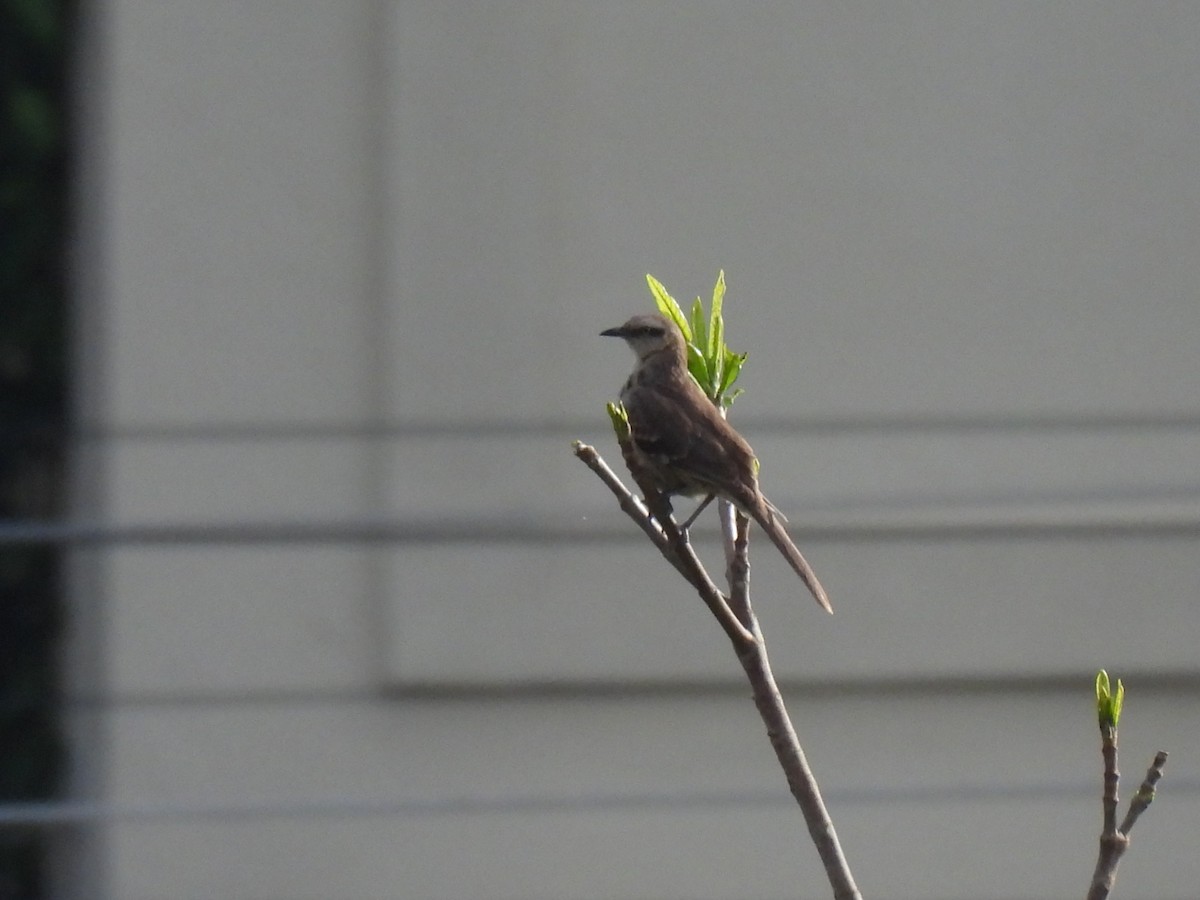 drozdec bělobrvý - ML645642273