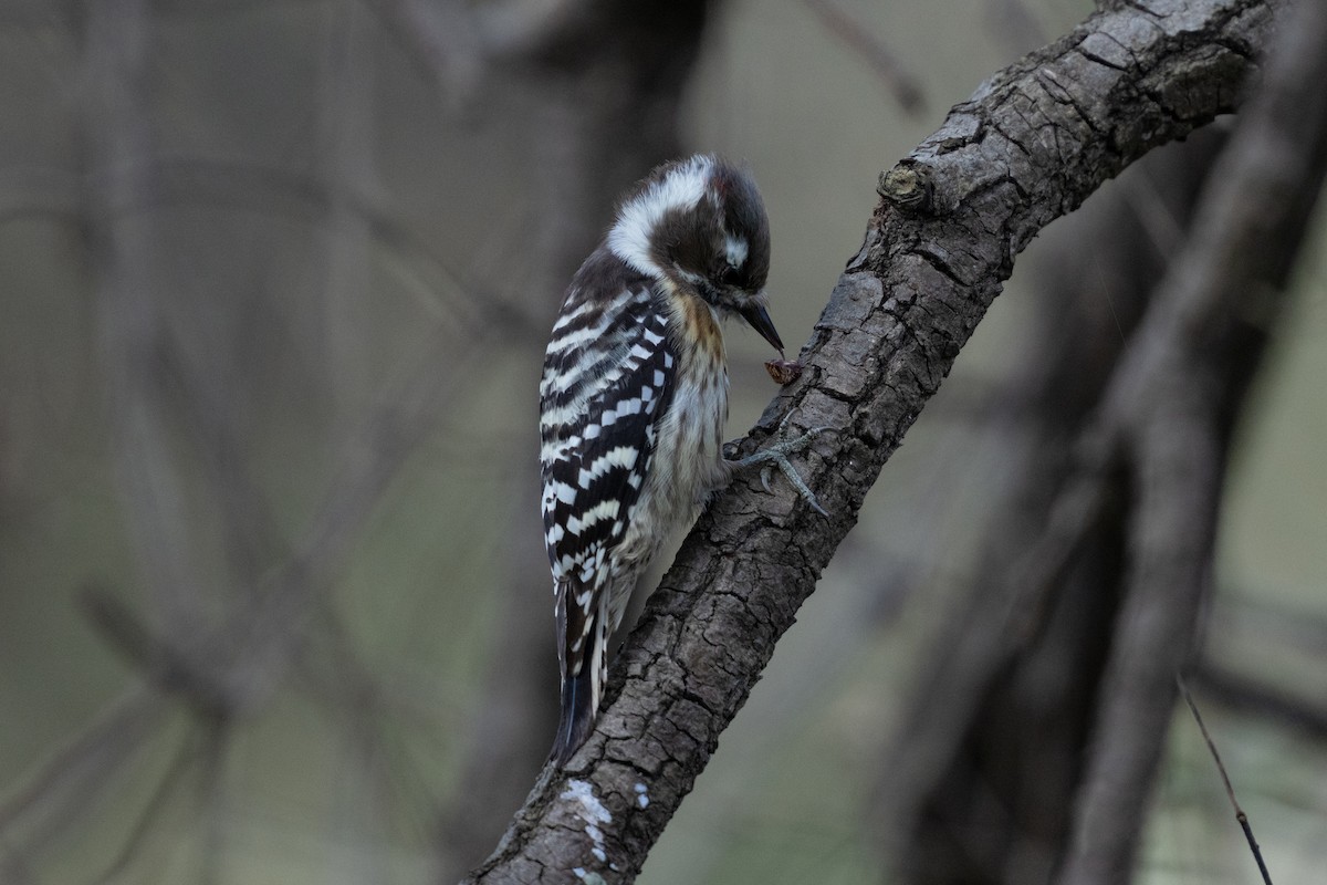 strakapoud východní - ML645642274