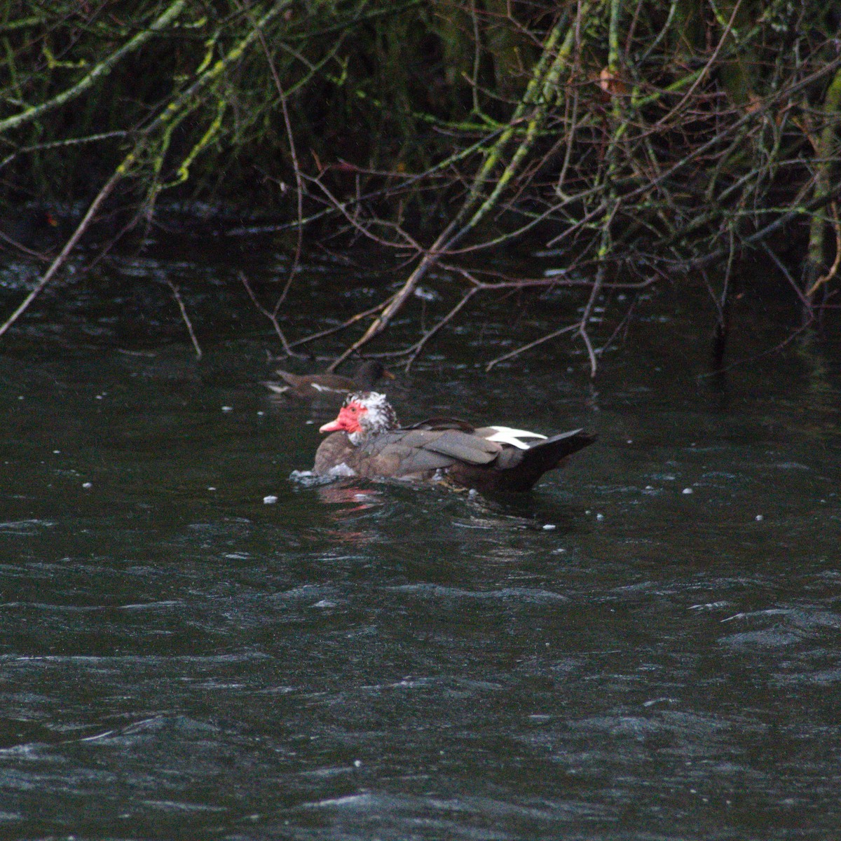 Muscovy Duck (Domestic type) - ML645642275