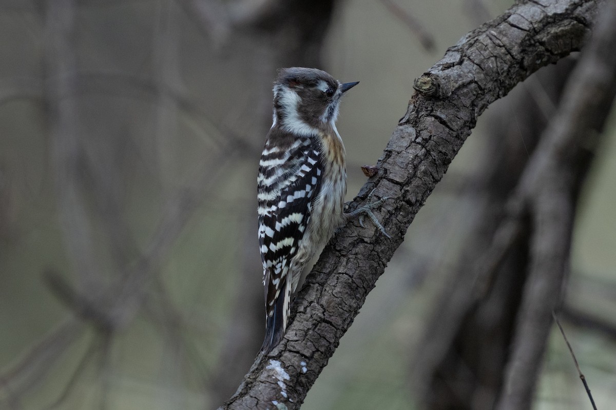 strakapoud východní - ML645642276