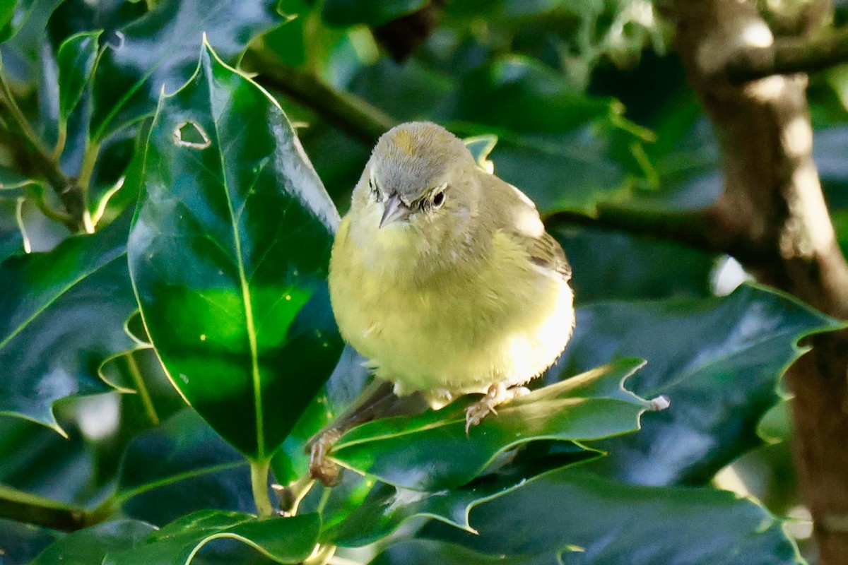 lesňáček hvězdičkový (ssp. celata/orestera) - ML645642277