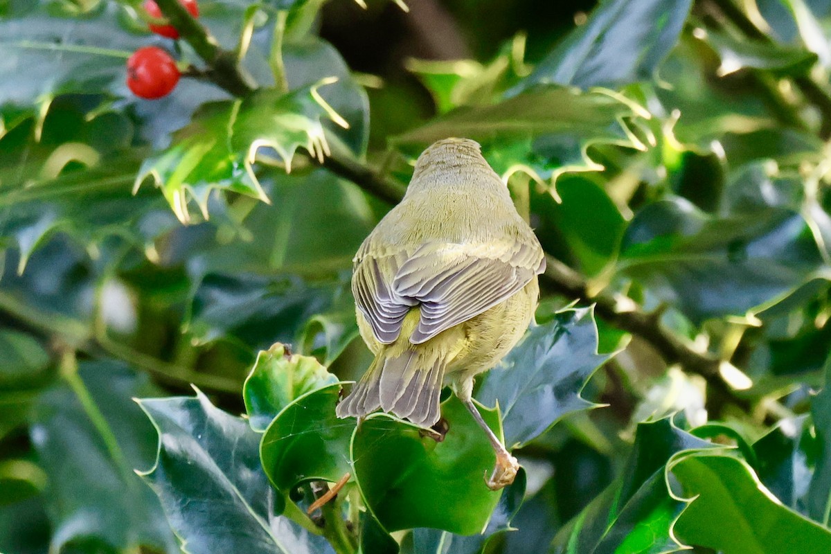 lesňáček hvězdičkový (ssp. celata/orestera) - ML645642278