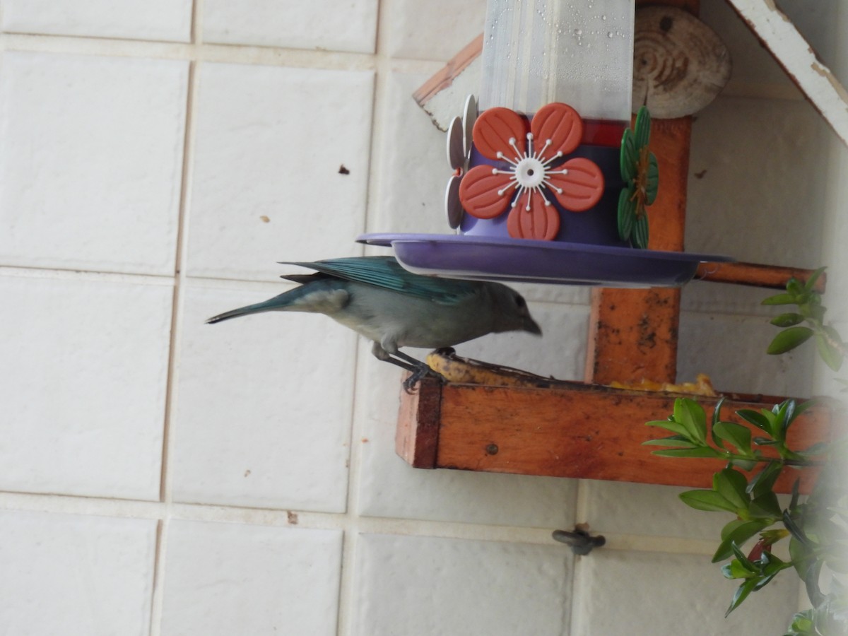 Sayaca Tanager - ML645642279