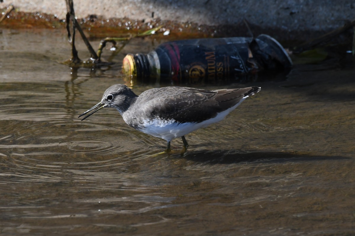 vodouš kropenatý - ML645642280