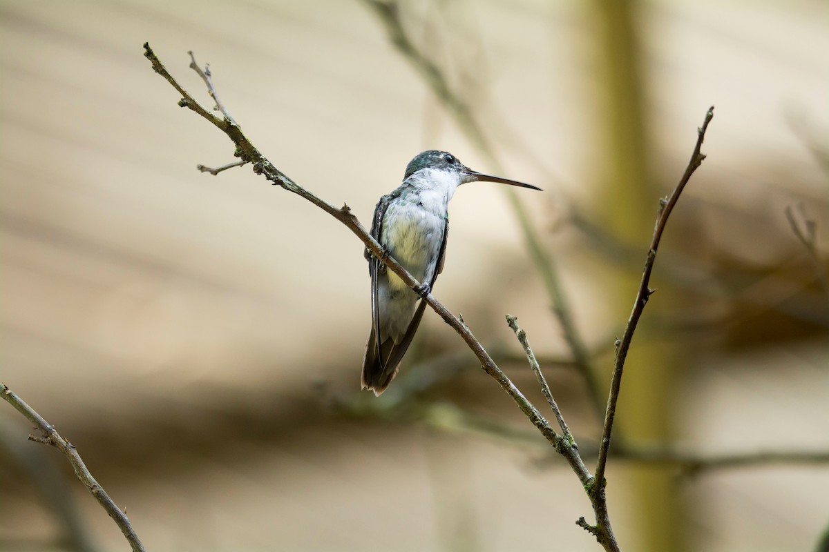 kolibřík fialovouchý - ML645642281