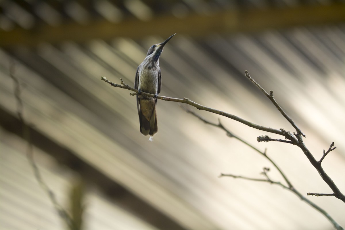 kolibřík fialovouchý - ML645642282