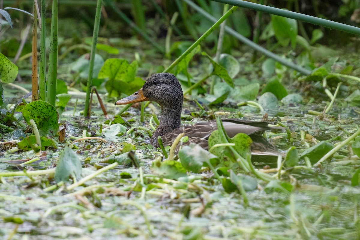 kachna divoká - ML645642284