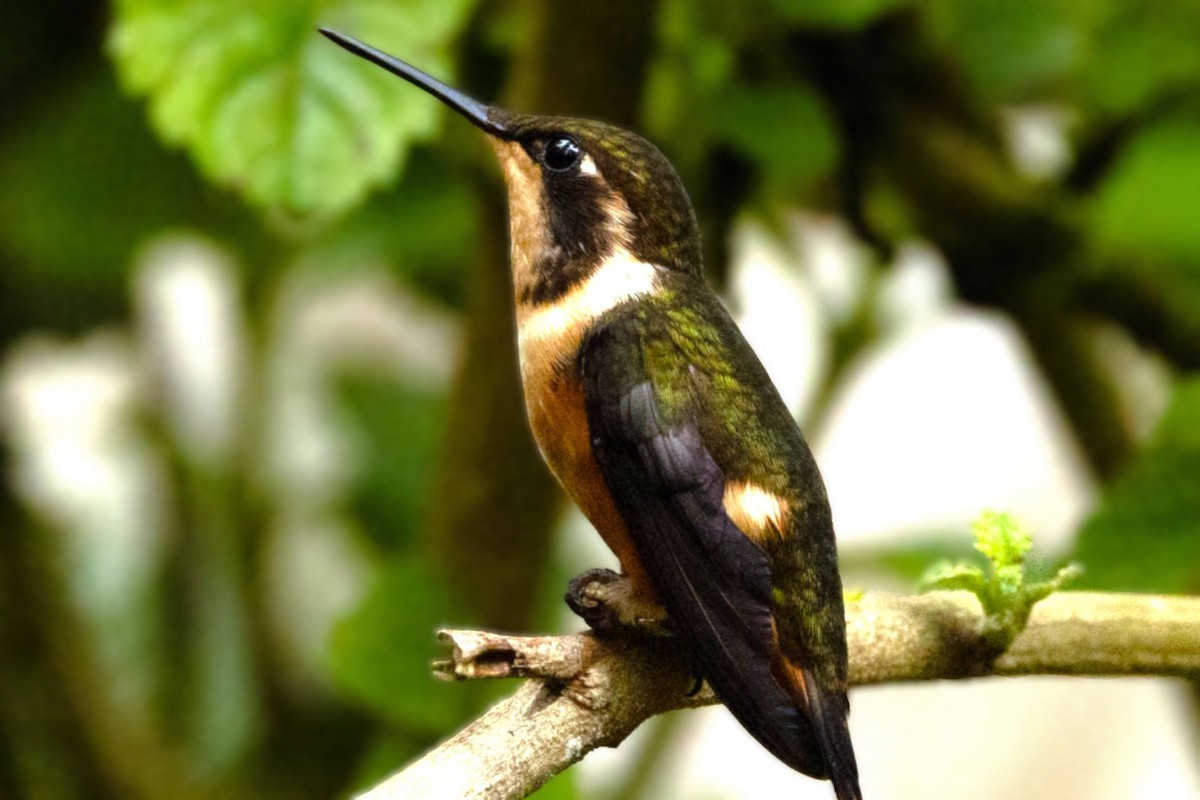 kalypta Mitchellova - ML645642285