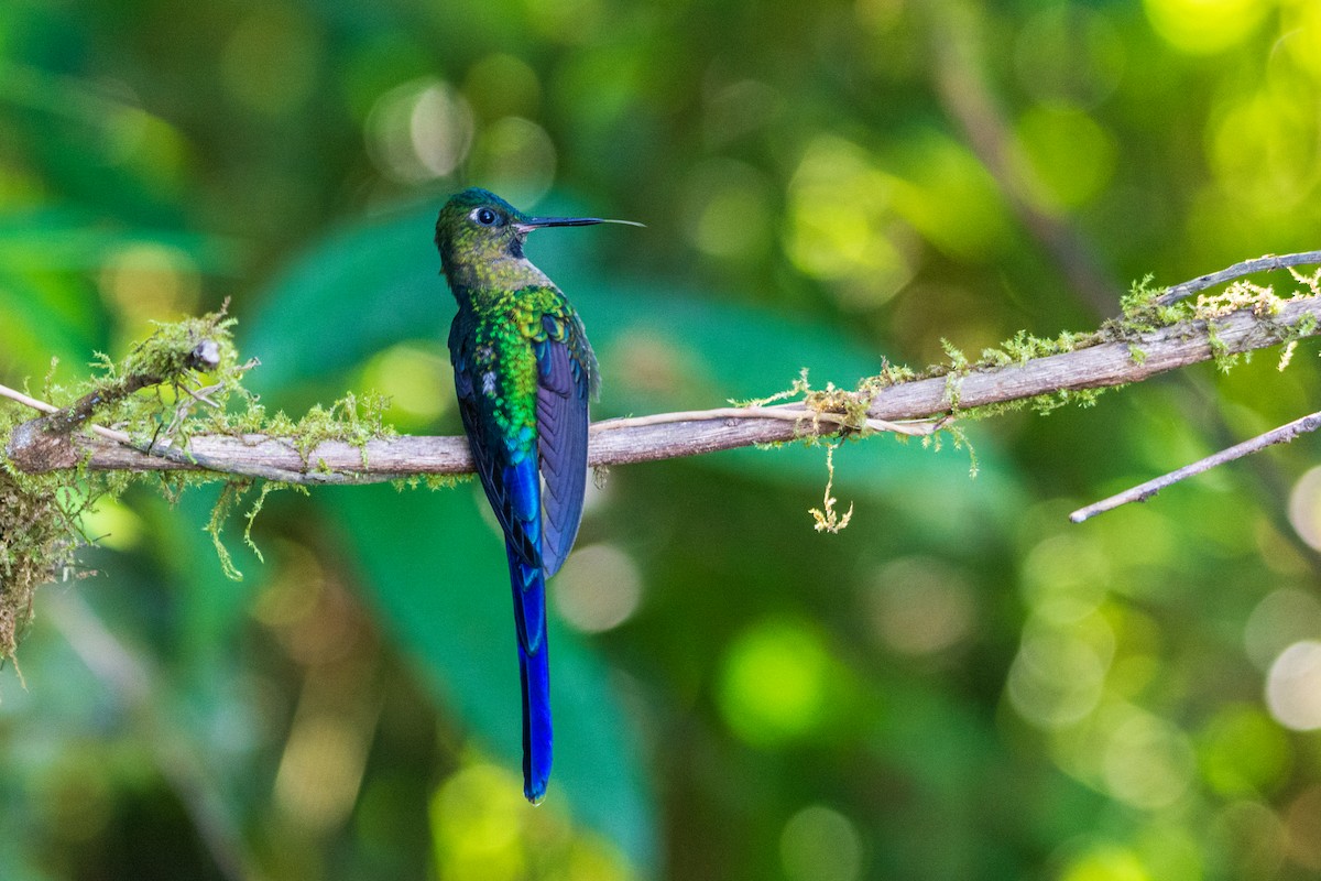 sylfa fialovoocasá - ML645642286