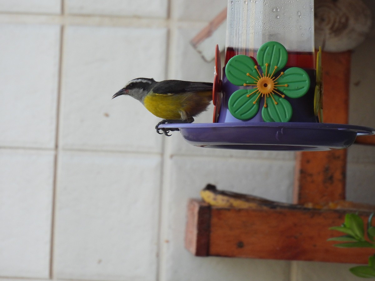 Bananaquit - ML645642287