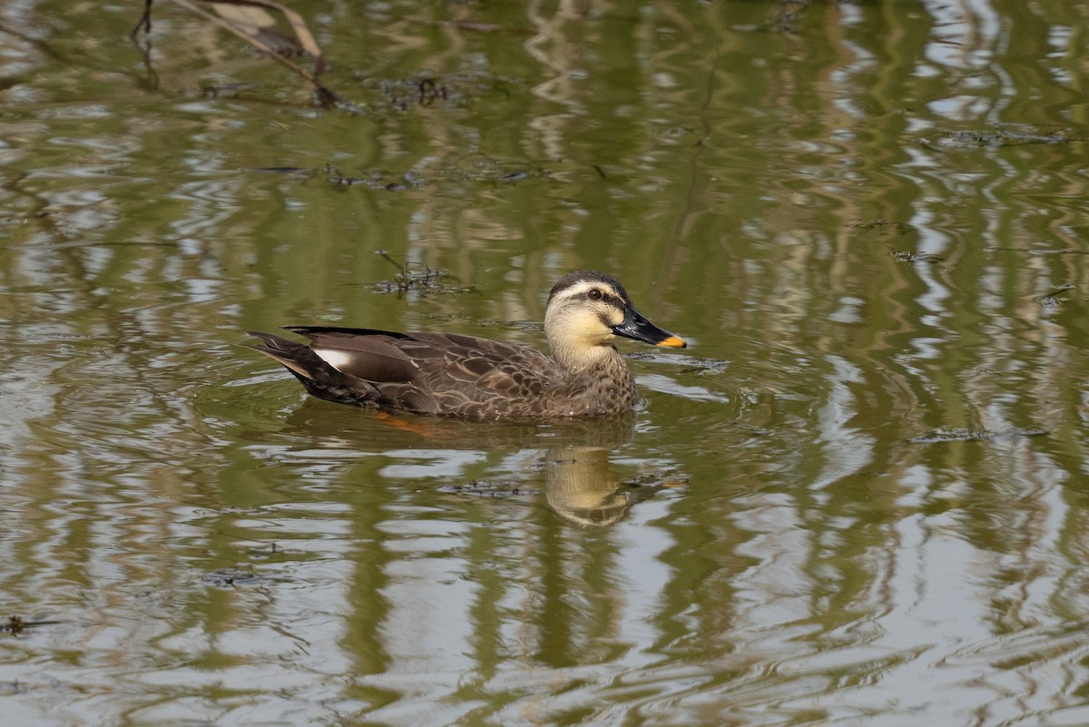 kachna čínská - ML645642288