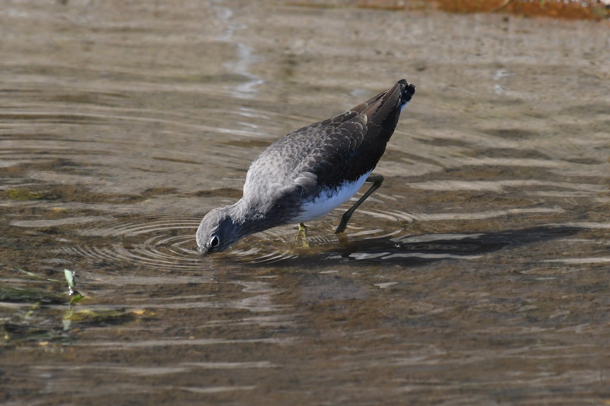 vodouš kropenatý - ML645642289
