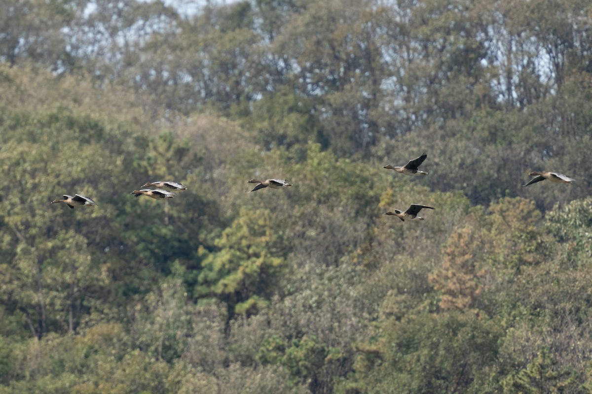 husa polní - ML645642290