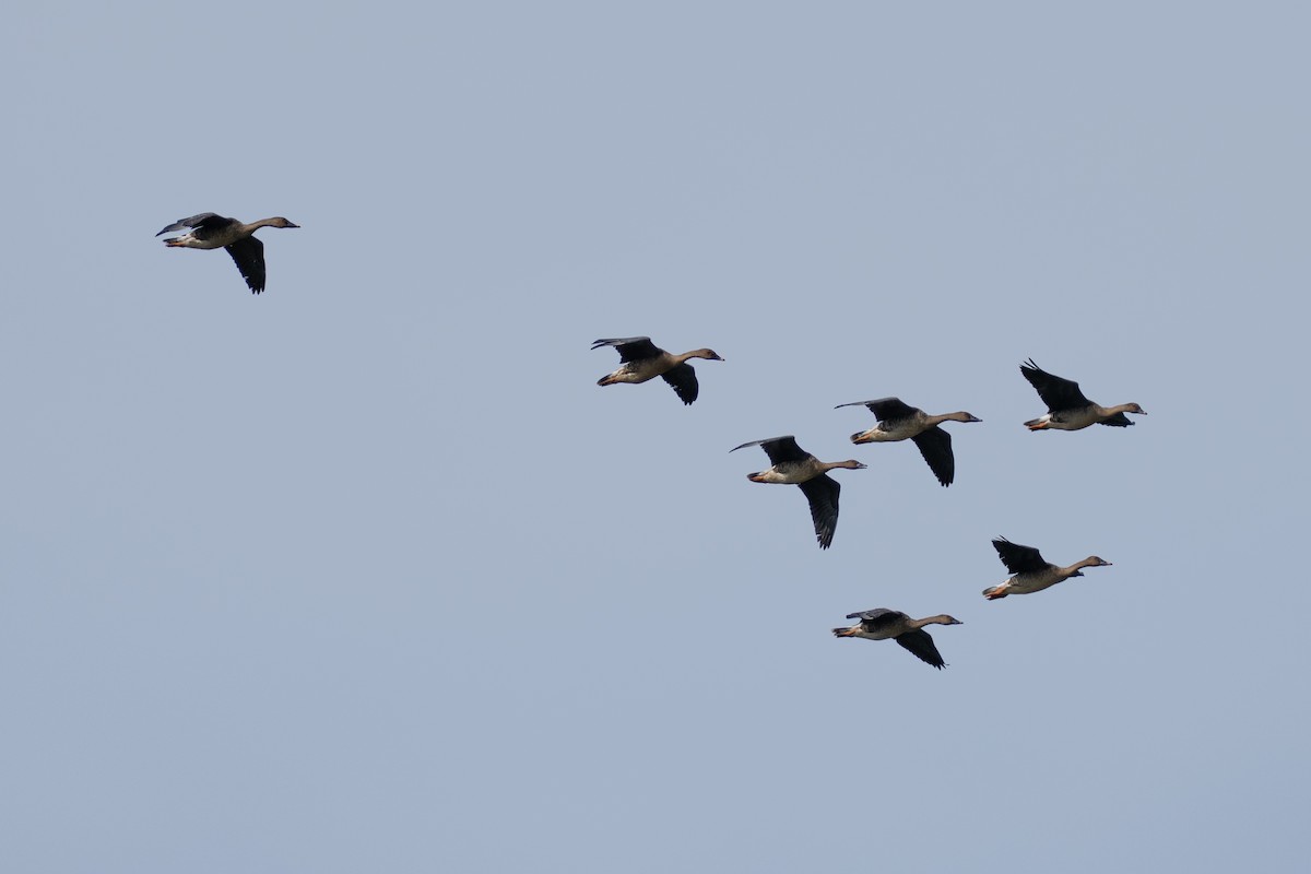 husa polní - ML645642291