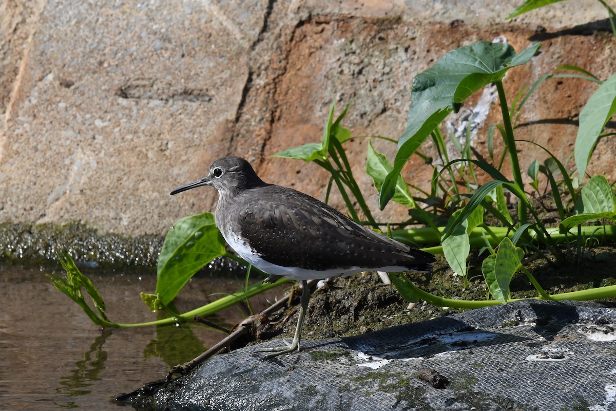 vodouš kropenatý - ML645642292