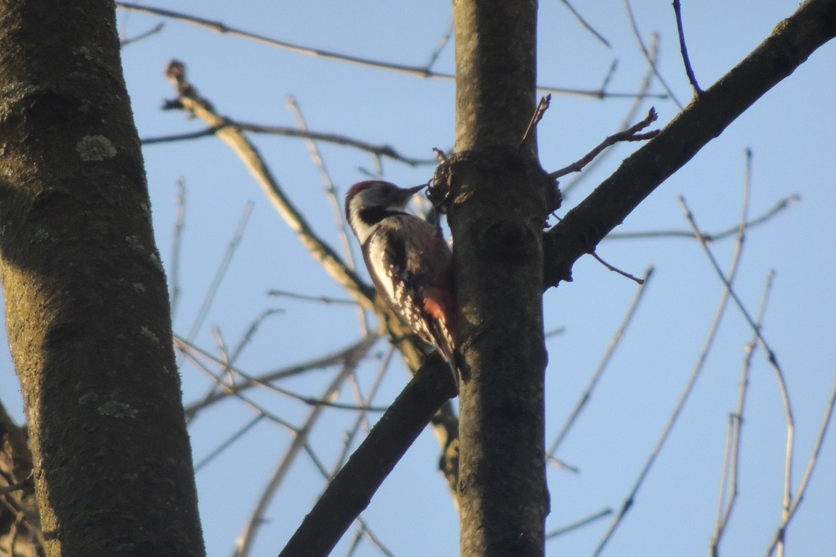 strakapoud prostřední - ML645642293