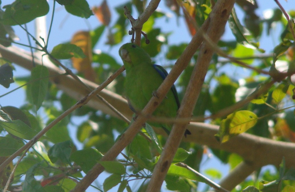 papoušíček modrokřídlý - ML645642297