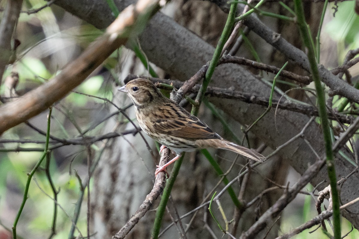 strnad šedokápý - ML645642298