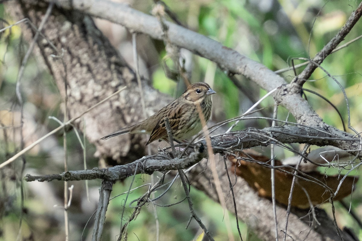 strnad šedokápý - ML645642318