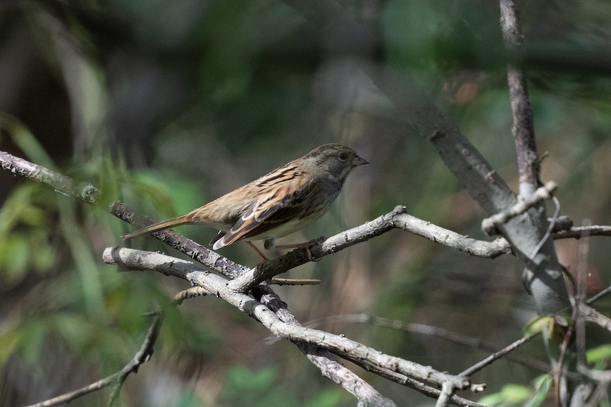 strnad šedokápý - ML645642319