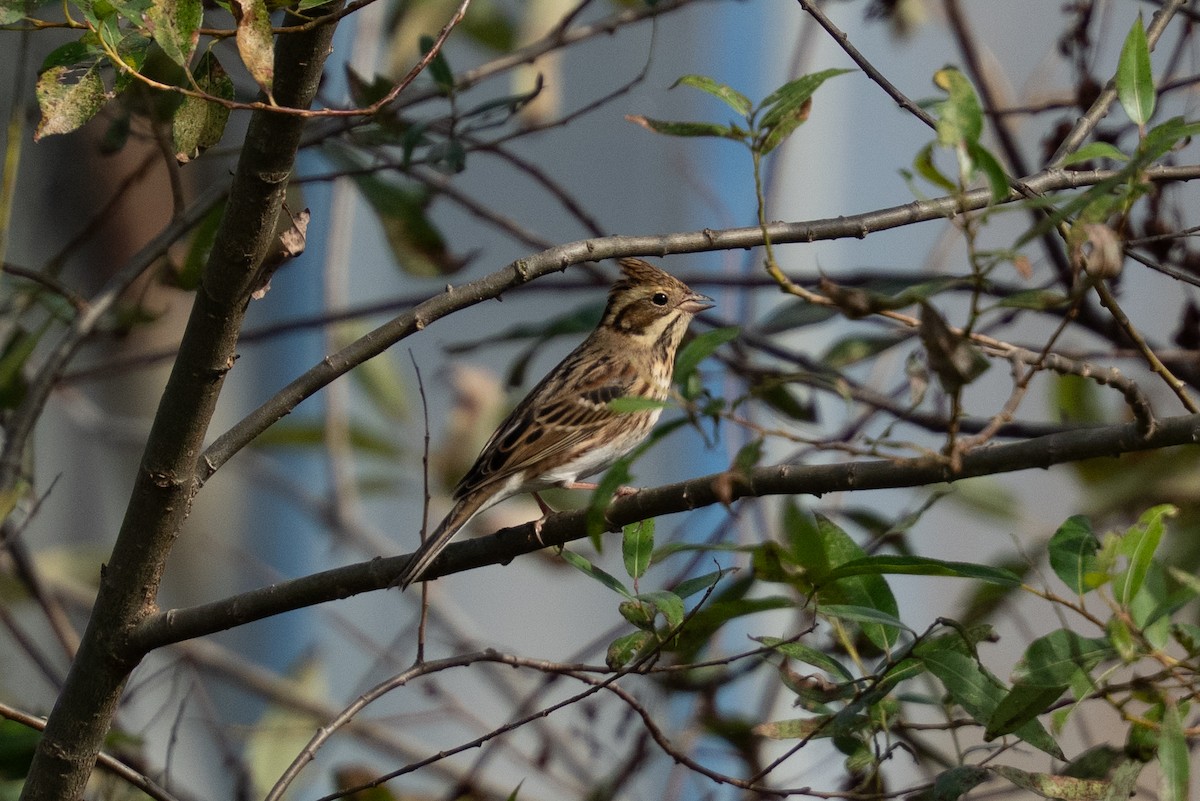 strnad tajgový - ML645642320