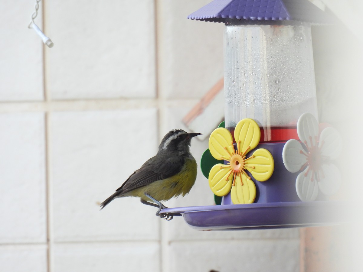 Bananaquit - ML645642321