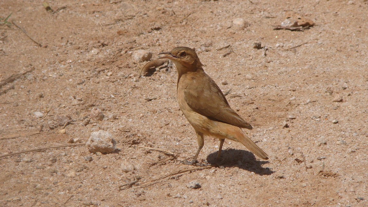 Rufous Hornero - ML645642323