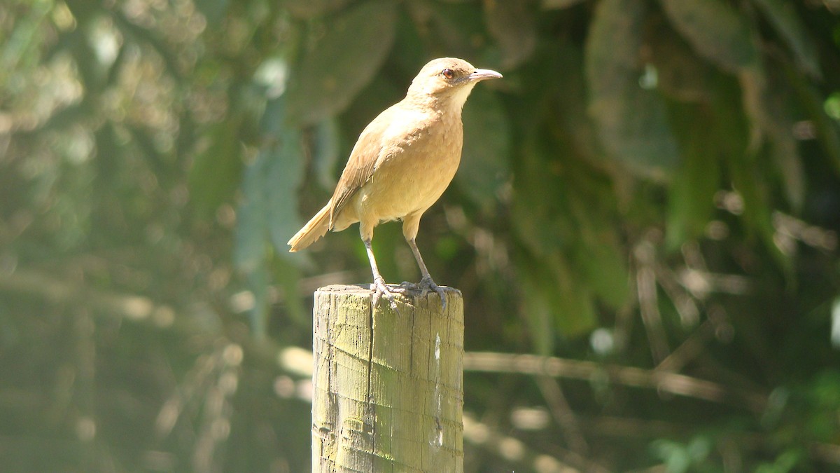 Wing-banded Hornero - ML645642324