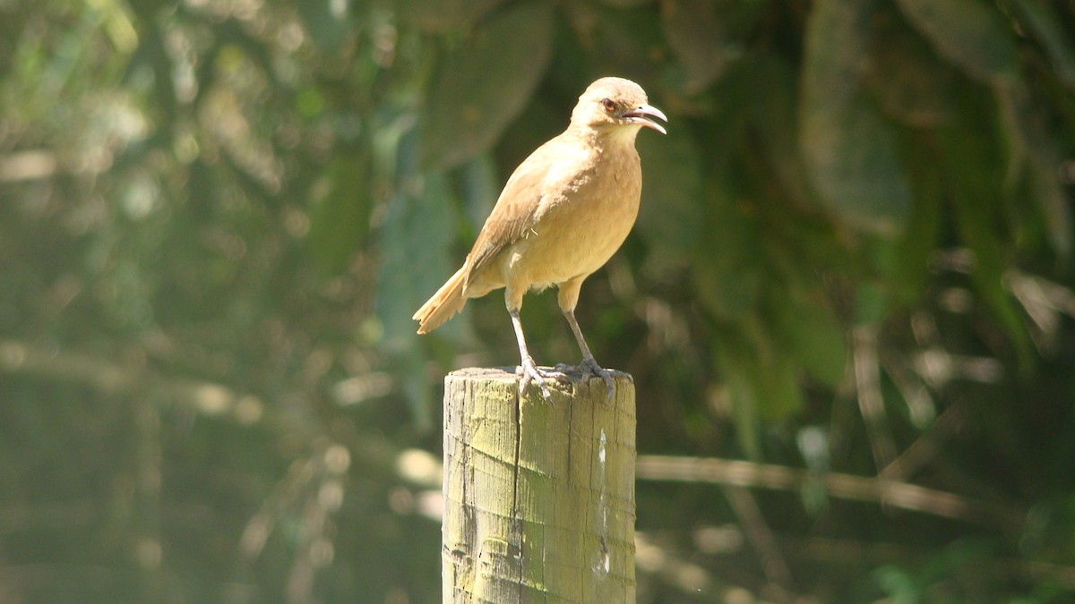 Rufous Hornero - ML645642326