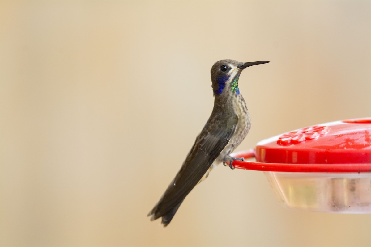 Brown Violetear - ML645642327