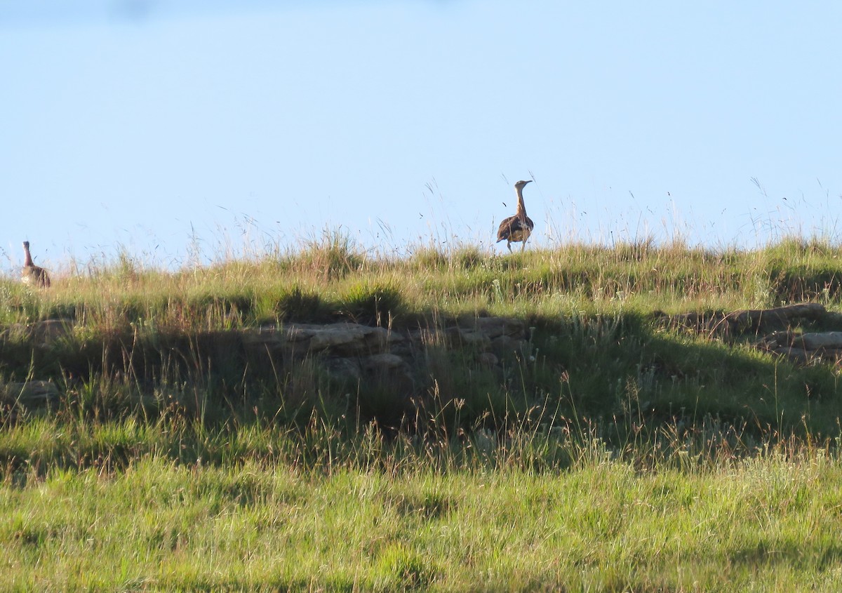 Denham's Bustard - ML645642328