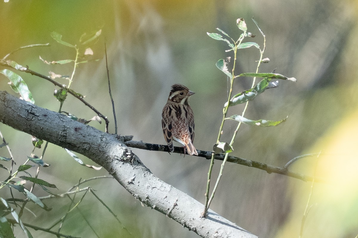Rustic Bunting - ML645642329