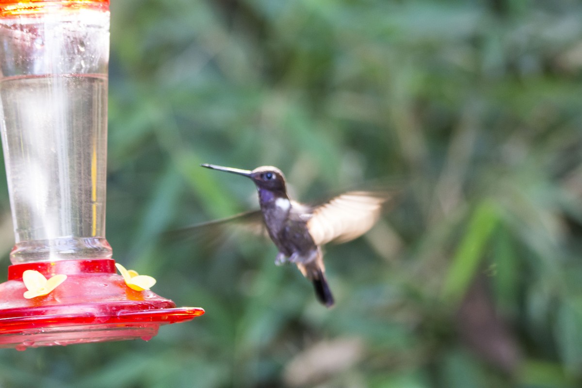 Brown Inca - ML645642330