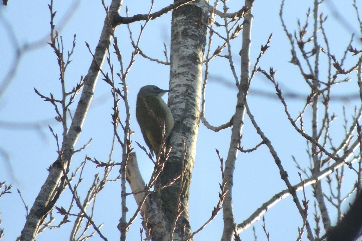 Gray-headed Woodpecker - ML645642332