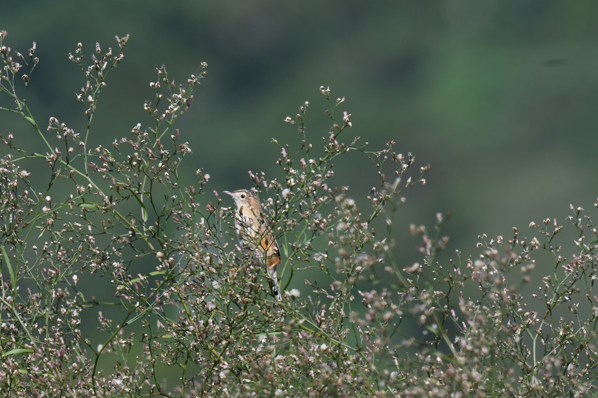 Zitting Cisticola - ML645642334