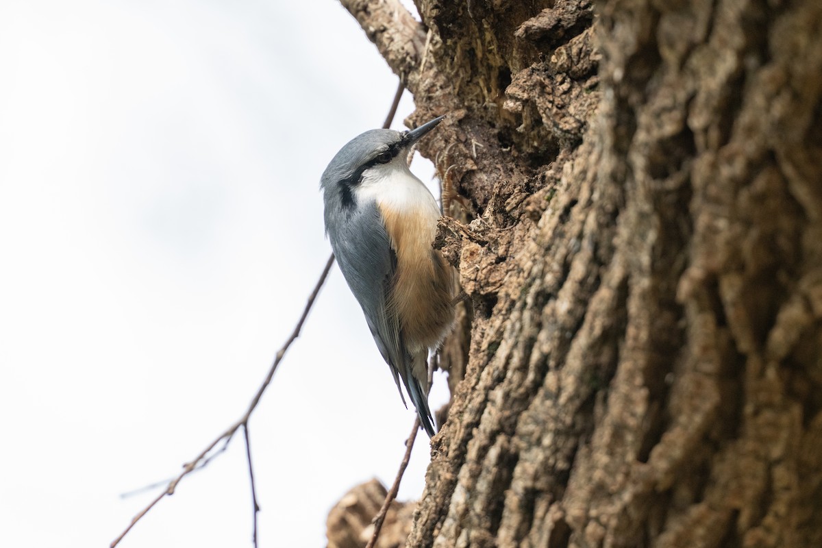 Eurasian Nuthatch - ML645642338