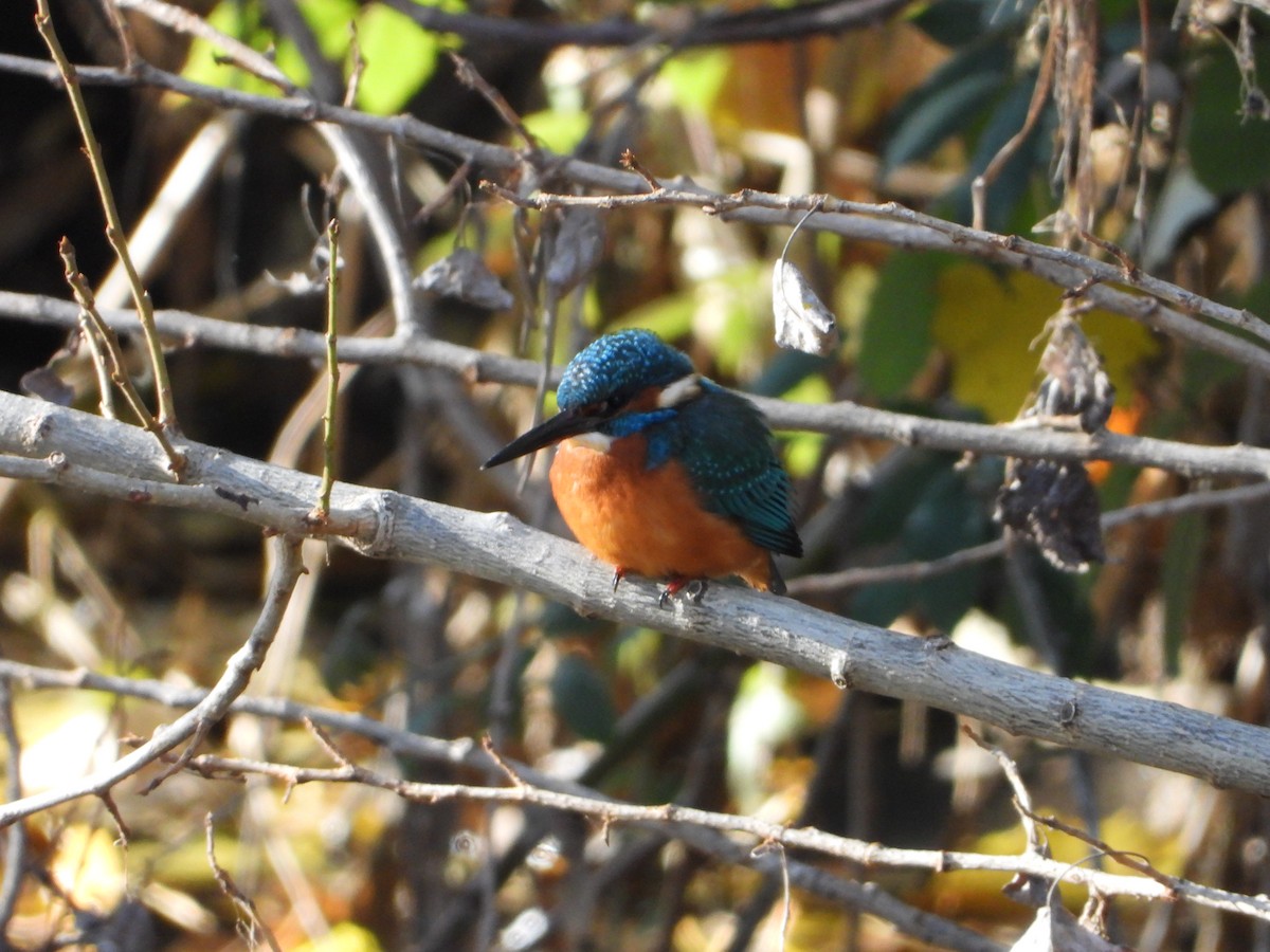 Common Kingfisher - ML645642339