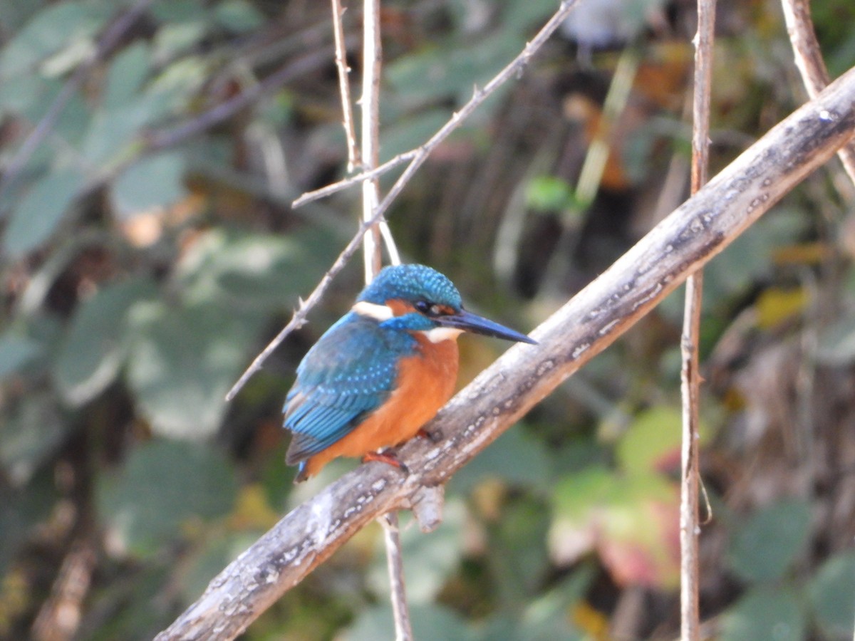 Common Kingfisher - ML645642340