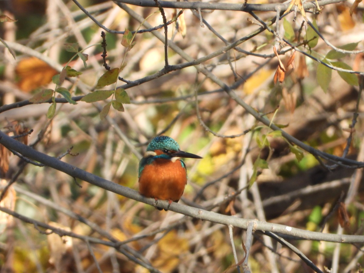 Common Kingfisher - ML645642341