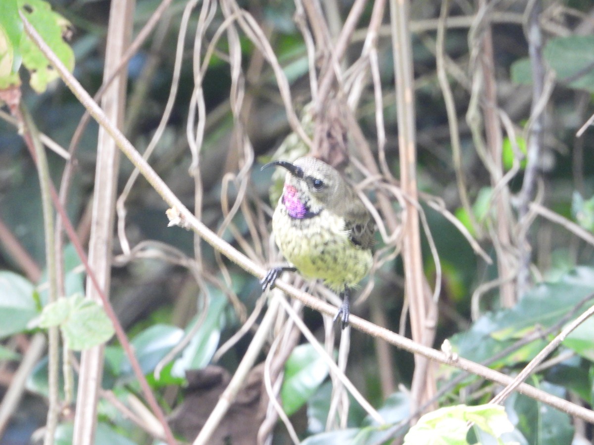Amethyst Sunbird - ML645642343