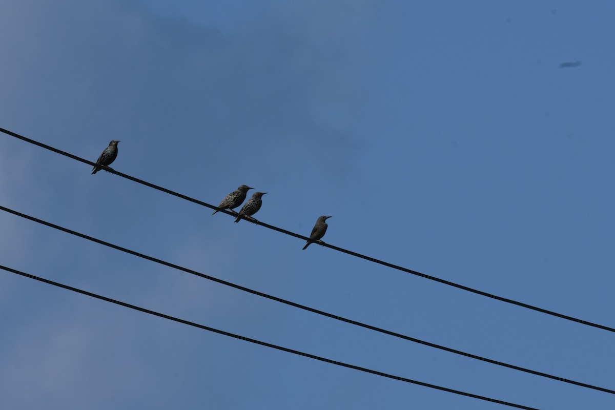 European Starling - ML645642344