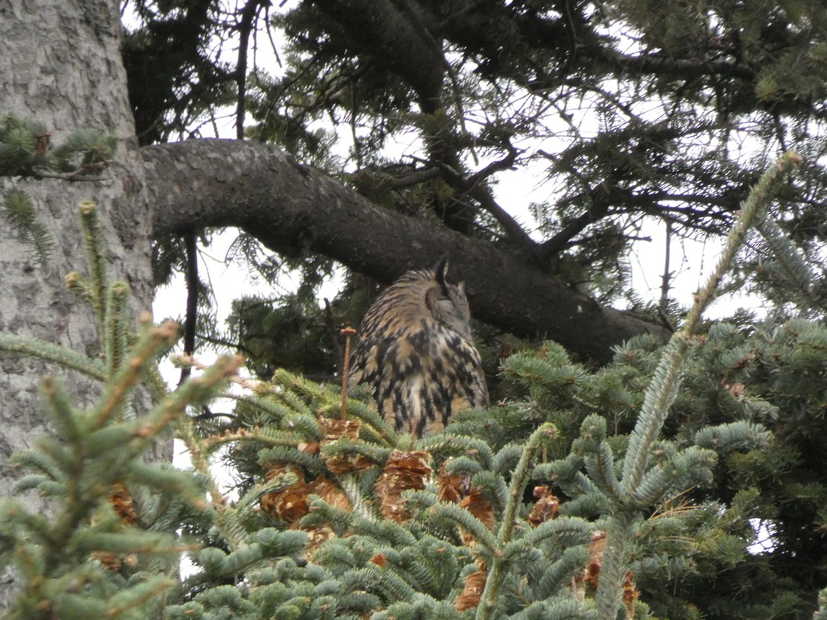 Eurasian Eagle-Owl - ML645642345