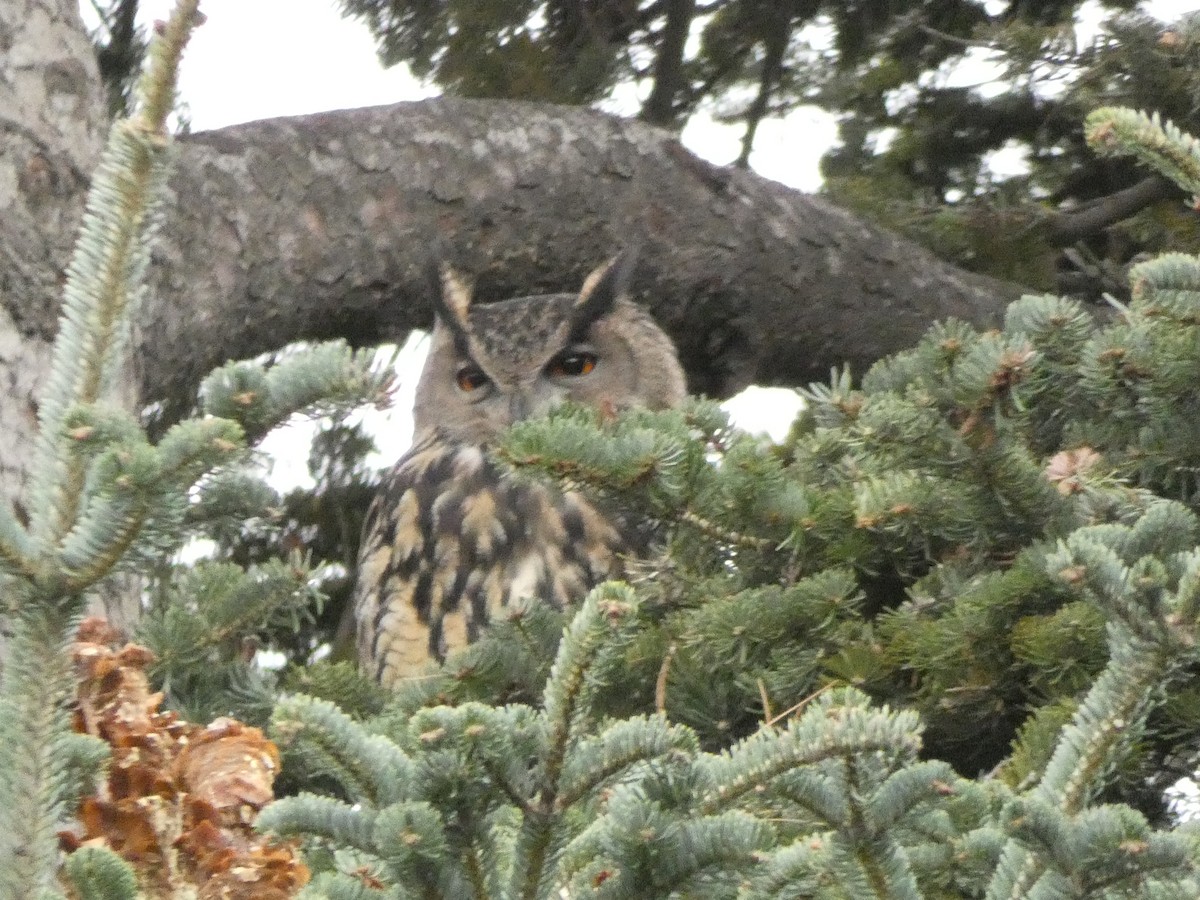 Eurasian Eagle-Owl - ML645642348