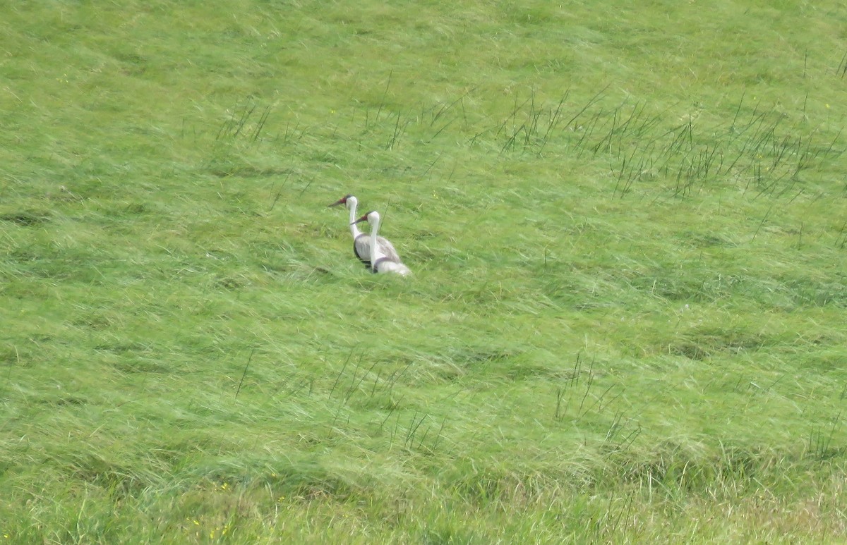 Wattled Crane - ML645642350