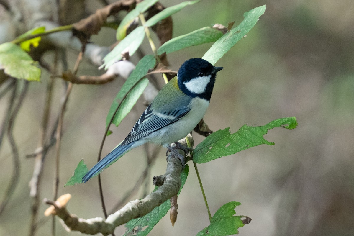 Asian Tit - ML645642352