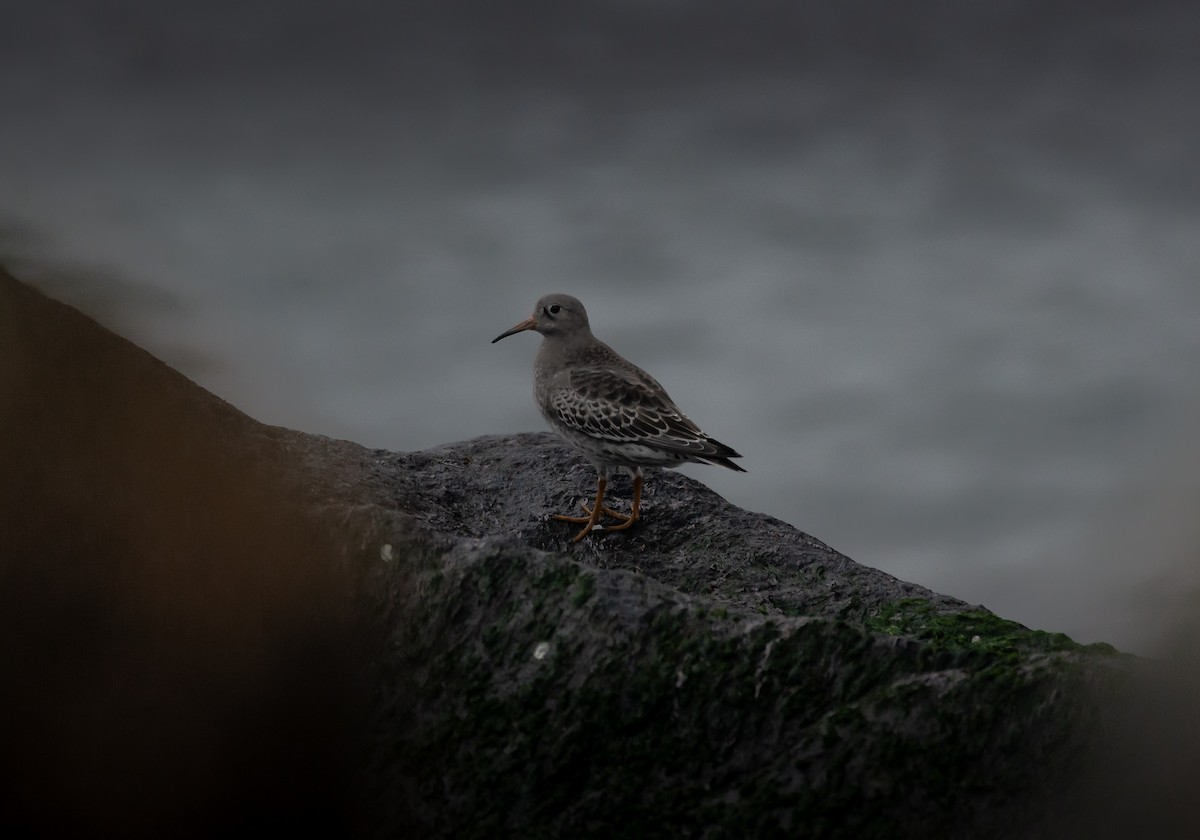Ruddy Turnstone - ML645642353