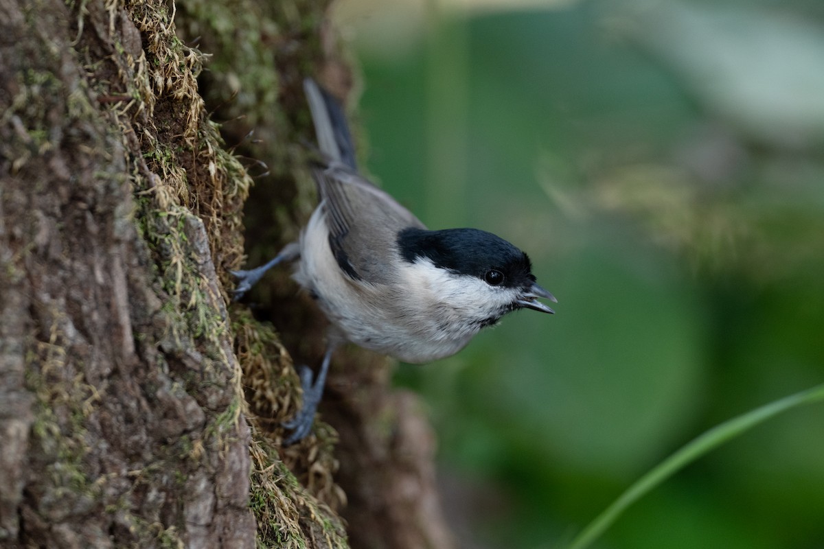 Marsh Tit - ML645642354
