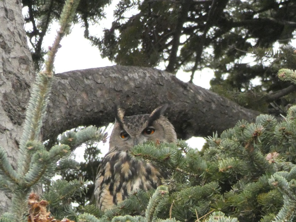 Eurasian Eagle-Owl - ML645642357