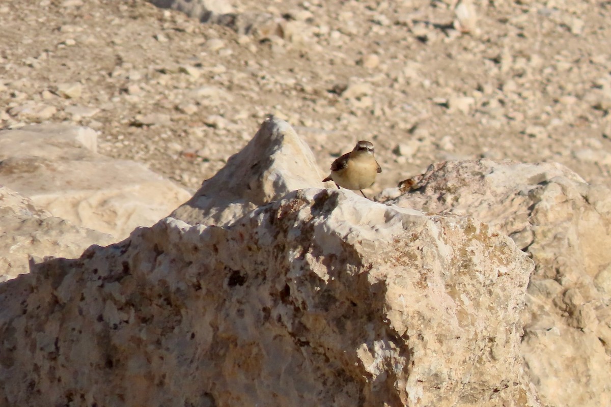 Isabelline Wheatear - ML645642364